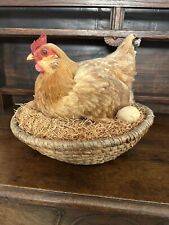Vintage Large Brown Chicken In Basket, Real Bird Taxidermy picture