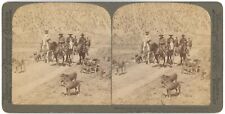 COLORADO SV - Teddy Roosevelt & Hunting Party - Underwood c1905 picture