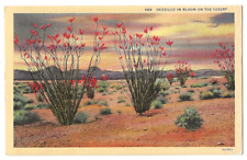 Desert sunset, Southwestern United States c1930's Ocotillo in bloom, cactus picture