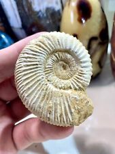 Ammonite Fossil Conch Specimen 2.5” Crystal Healing Yoga Reiki Rock ZENDA picture
