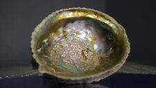 Dish Abalone Natural Sea Shell Deep 6 Inch Rainbow Incense Candy Dish  picture