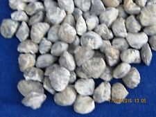 LOT OF 100 FOSSIL MINI BABY  BRACHIOPODS picture