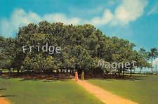Lahaina Maui HI Hawaii Banyan Tree Historic District Souvenir Fridge Magnet 2x3 picture