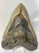 Megalodon Shark Tooth 6.30” Giant - Authentic Fossil - Massive 10486 picture