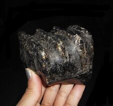 AMAZING AMMONITE STEGODON MOLAR PARTIAL TOOTH FOSSIL FROM JAVA, INDONESIA, 85MM picture
