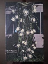 Night Blooming Cereus, Florida - 1930-50s, Rough Edges picture