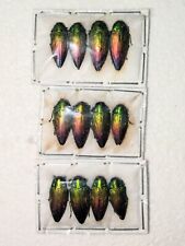 Actenodes alluaudi, 12 pcs, scarce and beautiful jewel beetles from Madagascar  picture