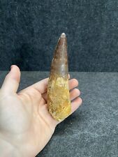 HUGE Spinosaurus 5.7” Dinosaur Tooth Fossil Theropod Cretaceous Morocco Bone picture