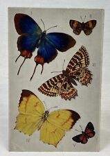 Tuck’s Post Card | Butterflies & Moths | Aquarette 9219 | England | 1900s picture