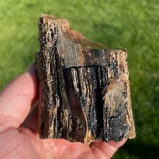 Petrified Wood Specimen -Oregon 438gm (Y14) picture