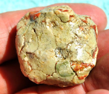 Gembone Dinosaur (Mini Ball Joint) Jurassic Jewelry Gem Amulet Agatized 35gr picture