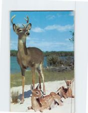 Postcard The Majestic Buck walks up to survey his two young sons USA picture