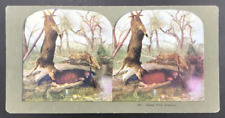 c1900s TW Ingersoll Stereograph #491 Camp Fire Dreams Deer Hunting Sleeping picture