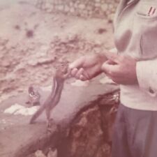 Vintage 1961 Color Photo Hand Feeding Chipmunk Animal Outdoors Travel picture