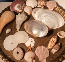 20 Colorful Seashells Mixed Lot Variety Polished Natural Decor Home Display picture