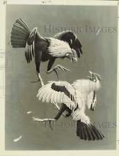 1957 Press Photo Painting of gamecocks in battle taken from book dust jacket picture