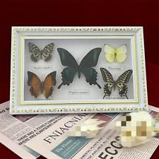 Beautiful Framed Butterfly Wall Decor Taxidermy Collectables Entomology Specimen picture