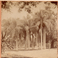 1898 Cairo, Egypt, Ozbekyeh Garden.  Kilburn  Stereoview Photo picture