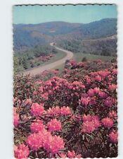 Postcard Rhododendron in Bloom picture
