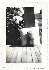Vintage Old 1930s Photo of Cute Fat GOPHER Eating Snack on Virginia Porch 🦫 picture