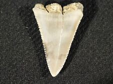 ANCESTRAL Great White SHARK Tooth Fossil SERRATED 100% Natural 7.7gr picture