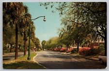 Postcard - Victory Drive - Savannah, Georgia - circa 1960s/70s, Unposted (M7L) picture