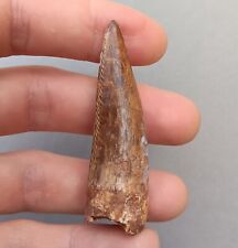 Triassic Phytosaur 58mm Serrated Fossil Tooth - Redonda Formation New Mexico picture