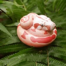 【In-Stock】 Animal Heavenly Body Hypo Fire morph Boa constrictor Snake Statue picture