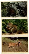 LOT OF 3 Plainwell Michigan squirrel deer 1960s unused postcards picture