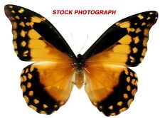 Insect Butterfly Moth Morphidae Morpho rhetenor helena FEMALE-A1 GORGEOUS picture