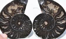 RARE 1-n-100 Split BLACK Ammonite PAIR Crystals LARGE 90gm FOSSIL 75mm 3.0
