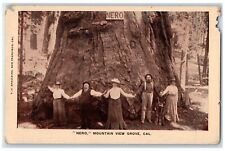 c1910's Nero Mountain View Redwood Tree Grove California CA Antique Postcard picture