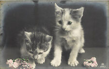c1910 RPPC Postcard Hand Colored Kittens and Flowers RPH 3681/1 picture
