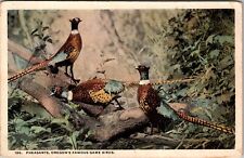 Pheasants, Oregon's Famous Game Birds Vintage Souvenir Postcard picture