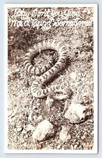 RPPC c1950s Rattlesnake Coiled Give Me a Buzz Sometime Real Photo Postcard C26 picture