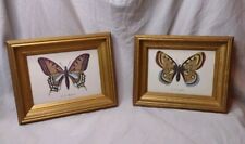 2 Vintage Le P. Machaon & Le P. Apollon Butterfly Prints In Wood Frames picture