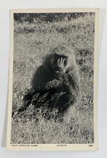 RPPC East African Game Baboon Nairobi Kenya Real Photo Postcard Unposted picture