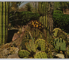 DESERT CACTI by Phoenix Specialty Adv Co Vintage Chrome Postcard Unposted picture