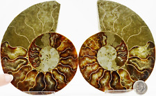 Dinosaur PAIR Ammonite MultiColor Crystals XXXL 125mm 110myo FOSSIL 4.9