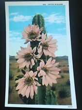 Vintage Postcard 1920s Cactus in Bloom, Los Angeles California New White Border picture