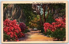 Postcard - Azaleas and Spanish Moss in the Sunny South - USA, North America picture