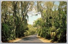 Spanish Moss Covered Highway Street View Tropical Sebring Florida VNG Postcard picture