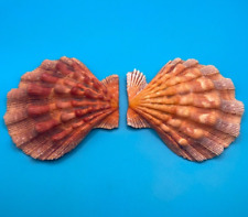 Nodipecten fragosus 88.29mm, Knobby Orange Lion’s paw Florida Seashell picture