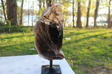 Stunning Very Large Very Beautiful Super Excellent Smoky Quartz Crystal  picture