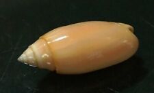 Oliva annulata f.carnicolor 42 mm GEM  nice colorful collectible Specimen WOW picture