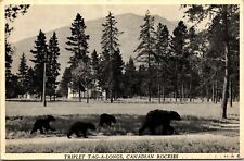 Vtg Bear & Cubs Canadian Rockies Triplet Tag-a-longs Banff Alberta Postcard picture