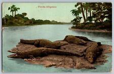 Florida FL - The Alligators at the Alligator Farm - Vintage Postcards - Posted picture