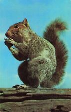 Cute Squirrel Eating a Nut - Postcard picture