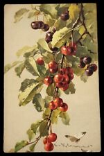 Early 1900s Cherry Vintage Postcard Unstamped Switzerland  picture