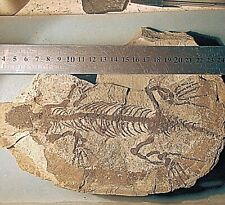 Complete, fine 20cm Barosaurus besairei : excellent limbs: U.Permian, Madagascar picture